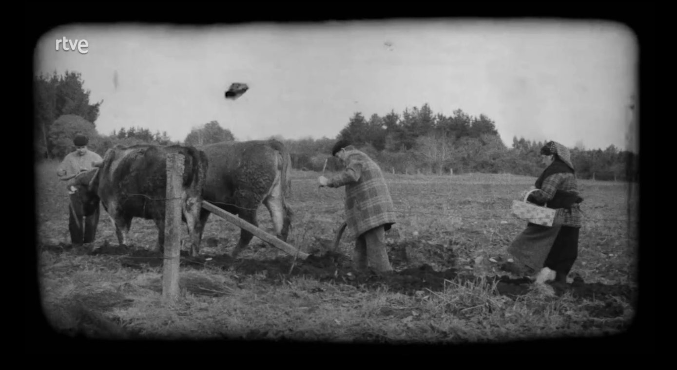Arando con bueyes en Galicia, con la sembradora detrás (siglo XX)