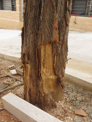 Daños a la acacia por las obras en la plaza Vieja de Blesa