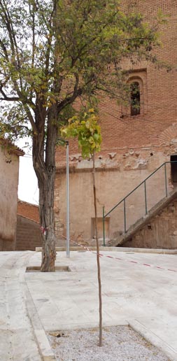 Nuevo árbol en la plaza Vieja  de Blesa
