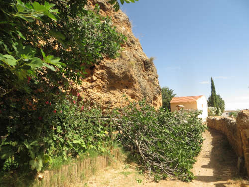 Arbol tronchado por el viento