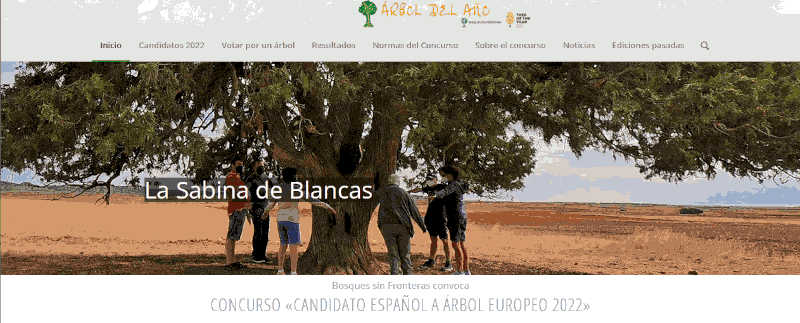 Vota al representante español a árbol del año, vota a la sabina de Blancas