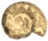Ammonite