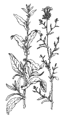 Belesa (Plumbago europaea)