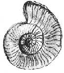 Ammonites