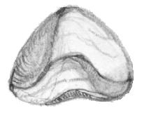 Aulacothyris ibérica