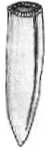 Belemnites
