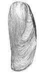 Modiolus