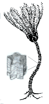 Crinoideo (pentacrinus)