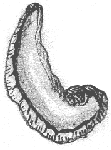 Exógira
