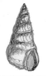 Glauconia