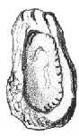 Ostrea