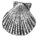 Pecten