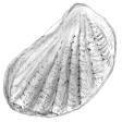 Pholadomya