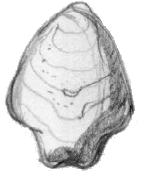 Terebrátula Plesiothyris