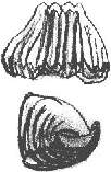 Rinchonellida