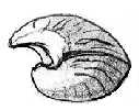 Spiriferina