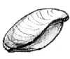 Terebrátula