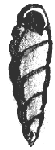 Turritella