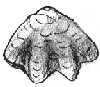 Zeilleria