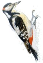 Pico picapinos