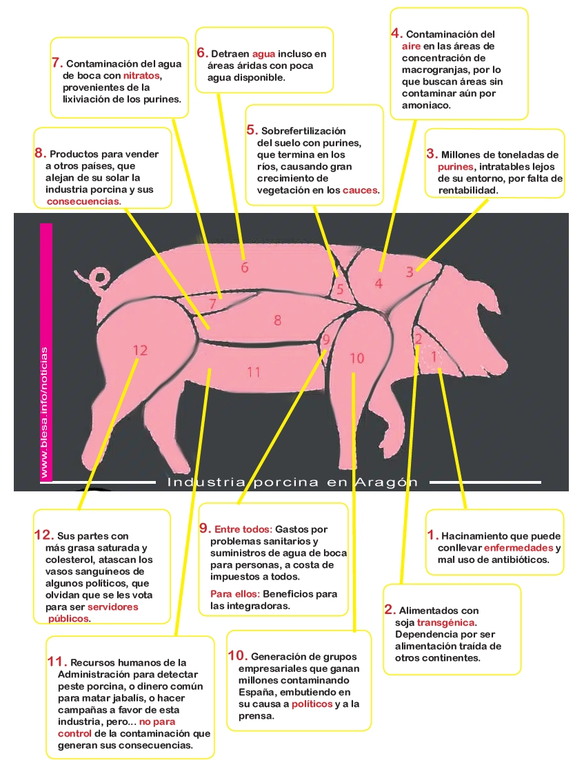 La industria porcina en Aragón, los contras, inconvenientes, costes ocultos y contaminación que también causan.