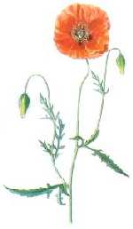 Amapola