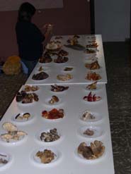 Exposición de setas en 2009
