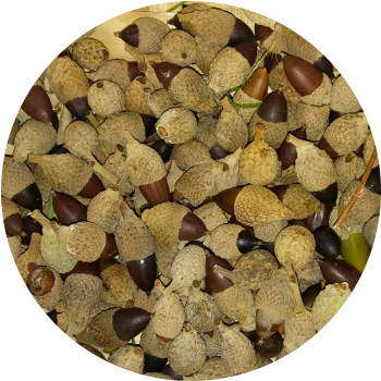 Bellotas recolectadas para sembrar