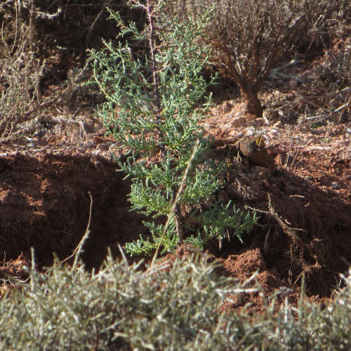 Día del árbol en Blesa, Teruel, 2019