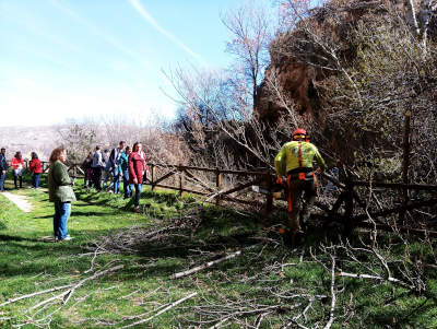 Fiesta del árbol en Blesa 2020. Escamonda de un chopo cabecero.
