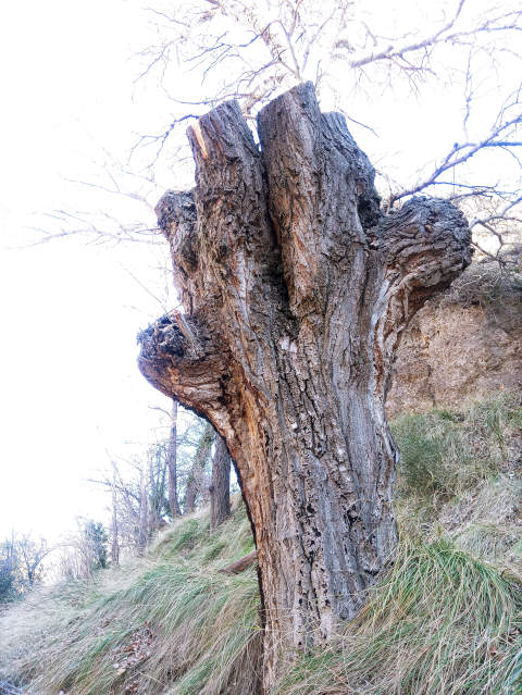 Fiesta del árbol en Blesa 2020. Escamonda de un chopo cabecero.