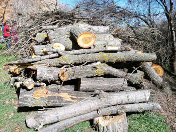 Fiesta del árbol en Blesa 2020. Escamonda de un chopo cabecero.