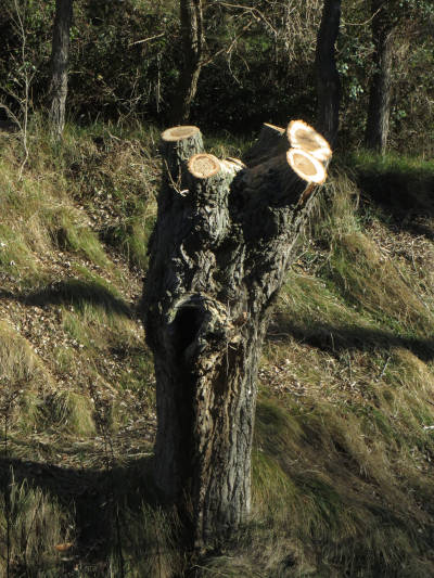 Fiesta del árbol en Blesa 2020.