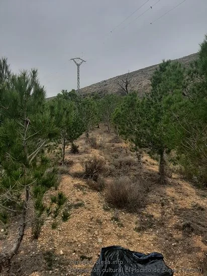 Día del árbol en Blesa 2025