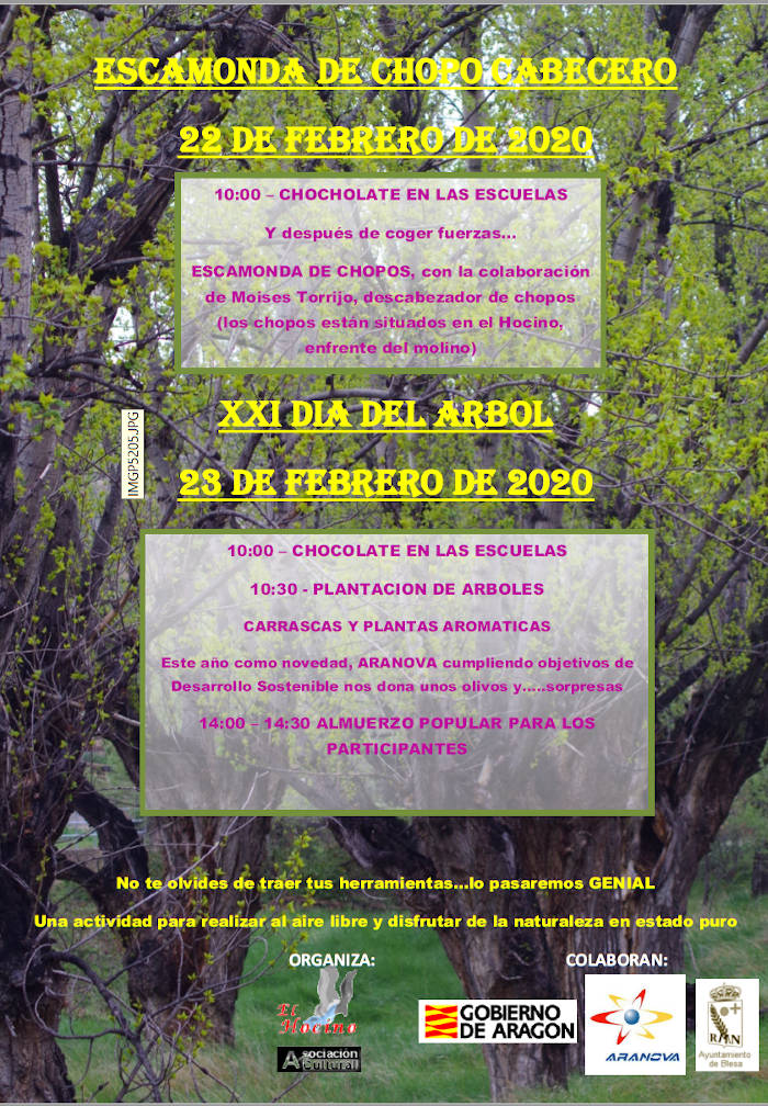 Plantación de árboles en 2020