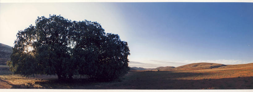 La carrasca de Blesa, Teruel. Fotografía de Juan Mejías. Ganadora del premio Albayar 2012