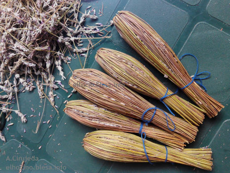 Foto A. Cirujeda. Aromas
