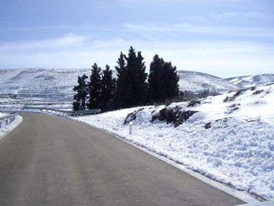 Blesa nevada