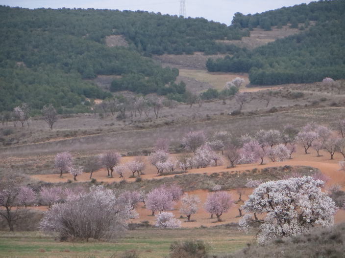 anticipo de la primavera en Blesa