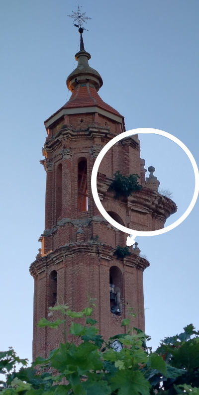 Higuera creciendo en la torre de la iglesia parroquial de Blesa.