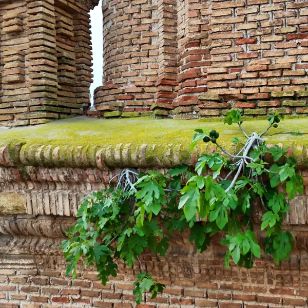 Higuera creciendo en la la iglesia parroquial de Blesa.
