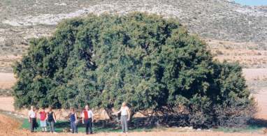 La última carrasca del carrascal (foto FJLA)