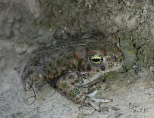 Sapo corredor (atento a su línea dorsal clara)