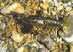 Cancrejo de río autóctono
