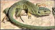 Lagarto ocelado