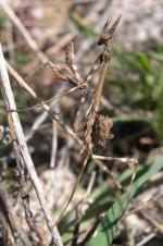 Mantis religiosa perfectamente camuflada en los cardos