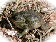Sapo