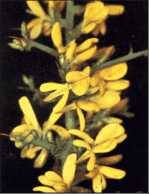 Flor de la aliaga