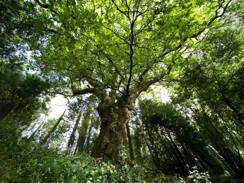 el 'carballo' del Bosque del Banquete de Conxo. Foto de Arboleuropeo.es