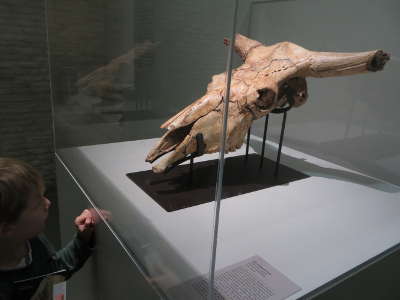 Museo de Ciencias Naturales (Universidad de Zaragoza, España)